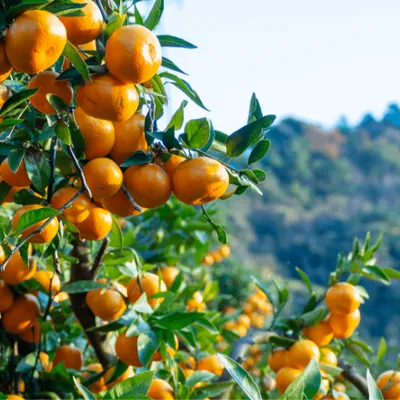 清末みかんのにこにこ農園 Web - 制作実績 - ホームページ制作・システム開発｜スタジオミライ（山口県下関市）